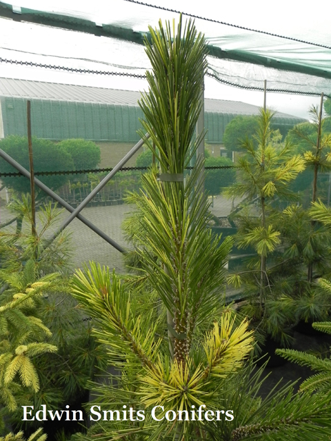 Pinus thunbergii var. corticosa 'Kajima Nishiki'